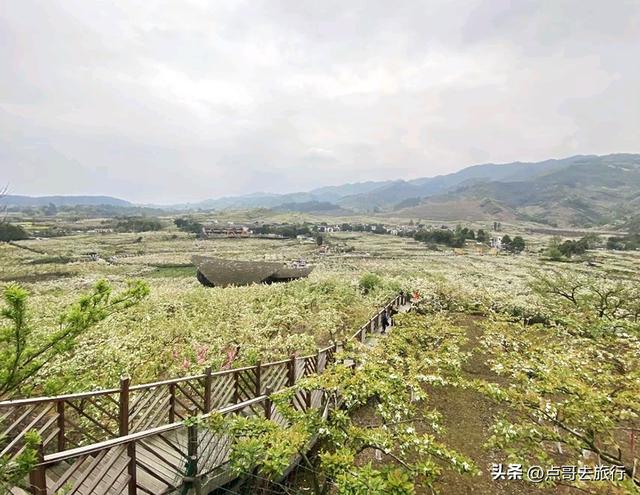 成都彭州最大规模梨花开了，面积超4000亩，超级震撼，不要门票！