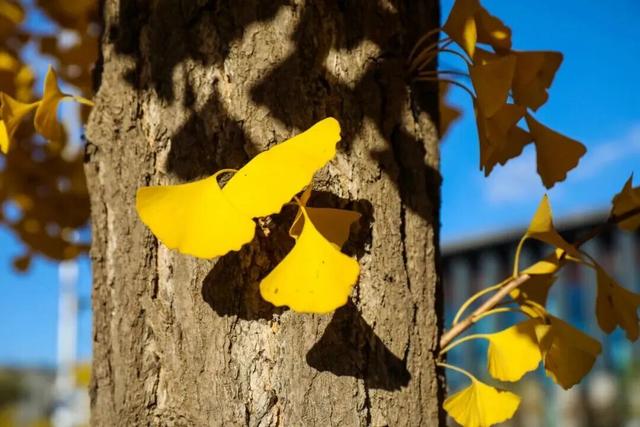 速来！海淀这份含“金”量超高的攻略请收好→