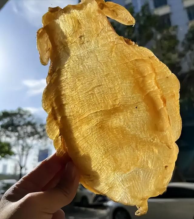 长长一条花胶 2025年一条花胶大约有多少克