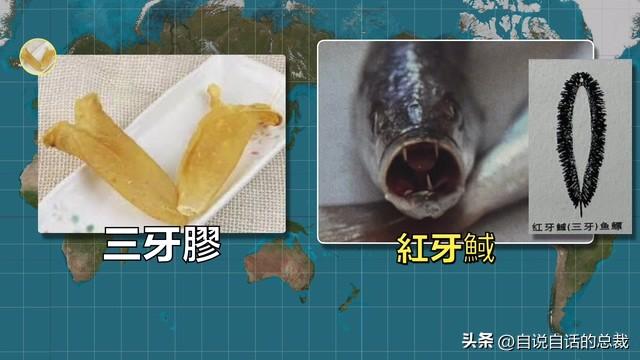 墨西哥花胶多少钱一克 2025年墨西哥花胶多少钱一克价格