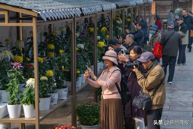 近万盆彩菊进入最佳观赏期！瘦西湖金秋菊花会来了