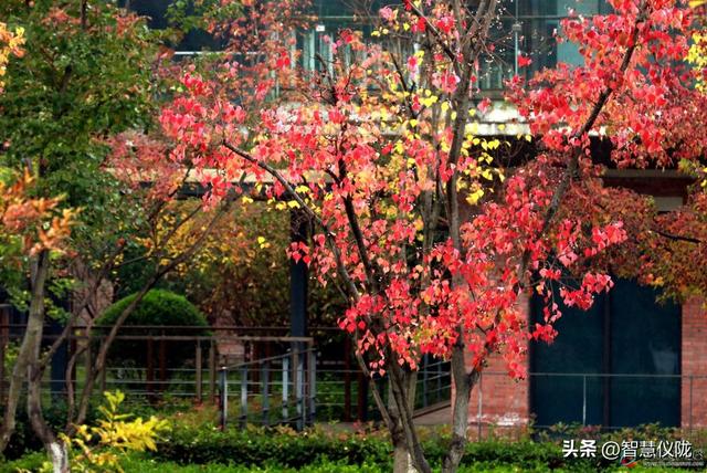 美美哒！来仪陇，邂逅四川张思德干部学院的初冬浪漫！