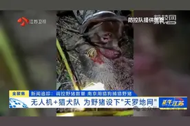 300斤大野猪被迅速捕猎！南京老山里有一队“野猪赏金猎人”图片