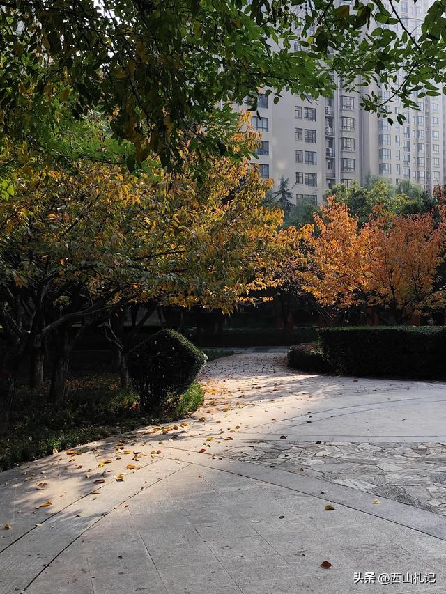 五线小城里的银杏大道,美翻全网的深秋景色原来在这里