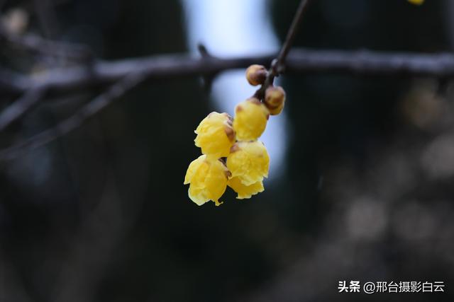 达活泉公园腊梅（美图）