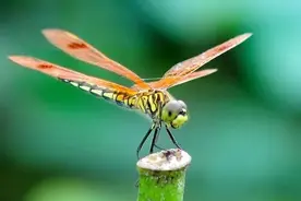 寒燃科普丨空中三大霸主之「蜻蜓」图片