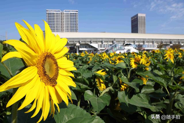 出站即入画，江苏苏州花桥地铁站向日葵花海浪漫触手可及