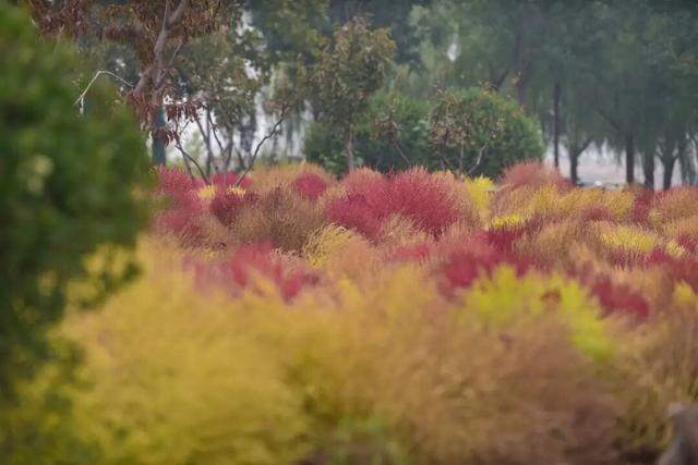 如梦如幻！生态城惊现秋季最美打卡地