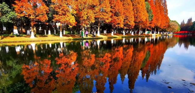 昆明这片红杉林美成油画！红杉红桥已成冬日最火打卡点