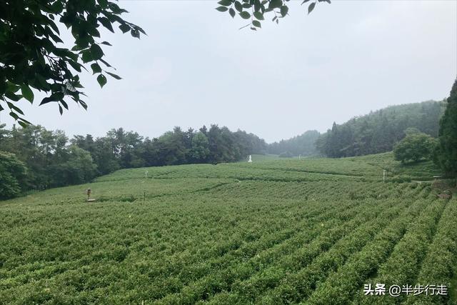 湖南国有林场：石门县白云山林场风光欣赏！