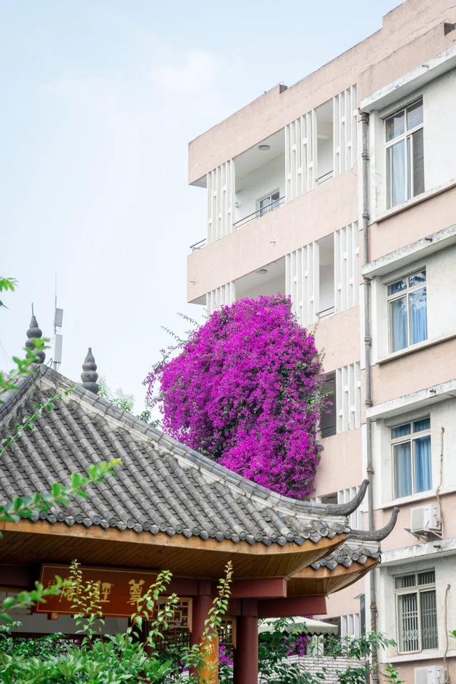 地铁直达！全部免费！成都15个被问爆的赏花地，蓝花楹三角梅美疯了