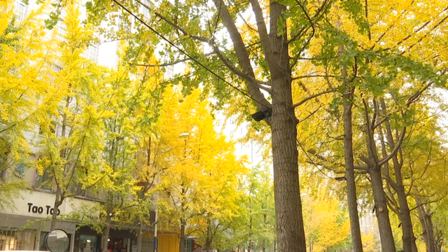 昆明的四季慢生活为何让人上瘾？