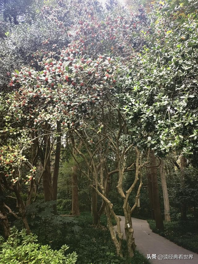 杭州植物园的菊花展——一场关于菊花的饕餮盛宴（一）