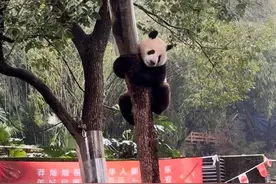 天津女子为每天见大熊猫“莽灿灿”移居重庆：把它当儿子疼图片