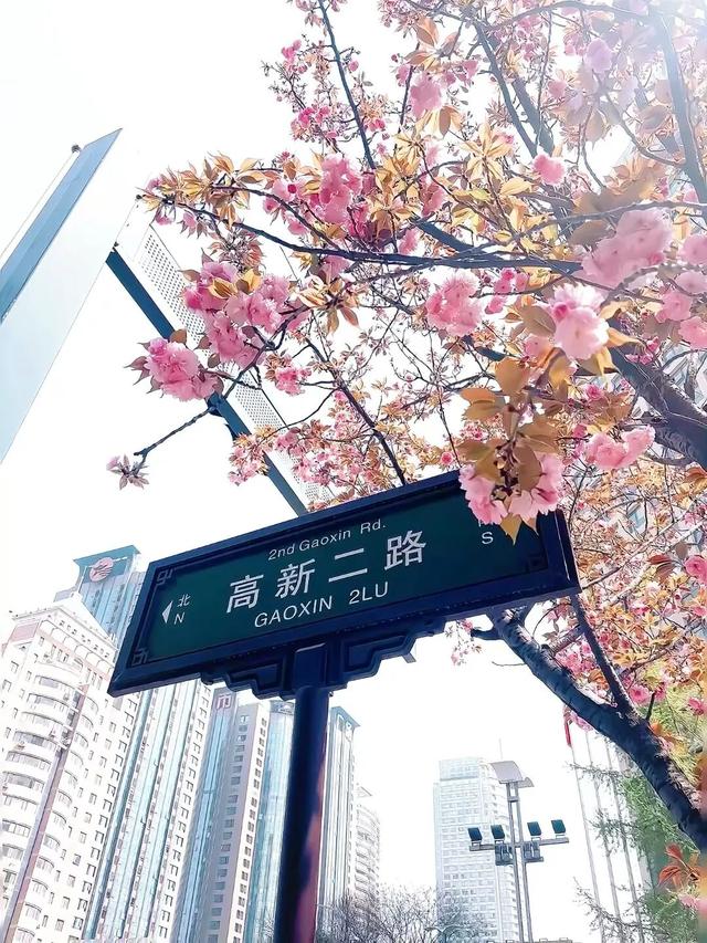 收藏！高新区这条“樱花大道”真的太美了~
