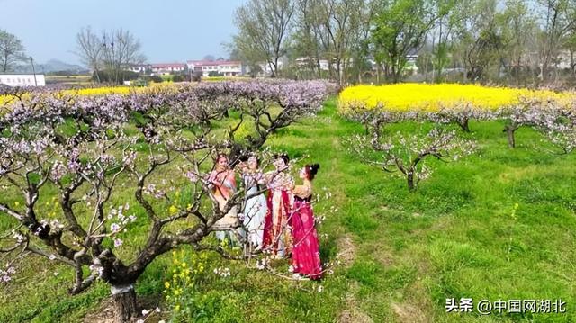 花漾湖北·清明百景图｜湖北孝昌：许你一场春日“桃花源”