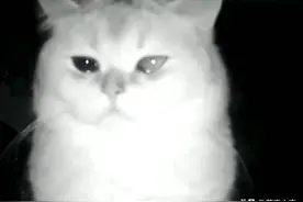 其实，猫咪一生之中有大半时间都在等你回家。麻麻才是它的全部。图片