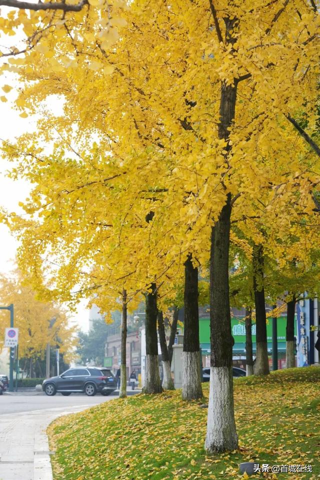 错过等明年！宜宾今年宝藏银杏打卡地合集在这里