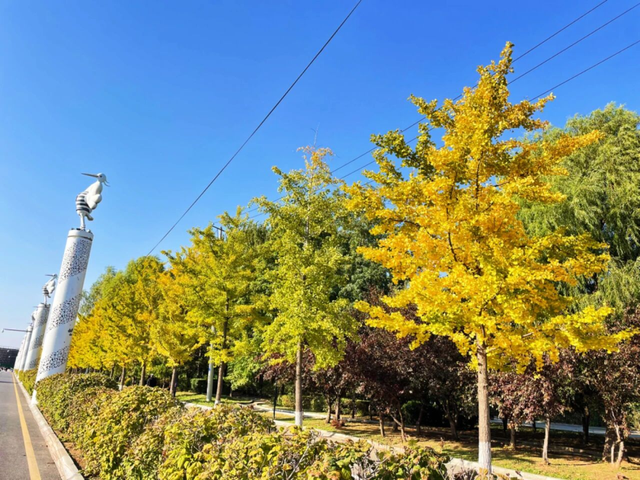 秋景如画！沈阳赏秋地图发布→