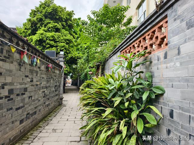 成都古镇（15）郫县唐昌古镇崇宁公园·大椿巷