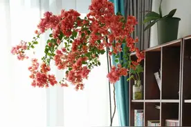 下次再买三角梅，一定坚持“5不选”，不是执拗，而是经验和教训图片