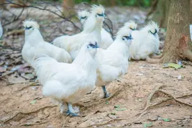 我国的名鸡品种（一），有你知道的吗？图片