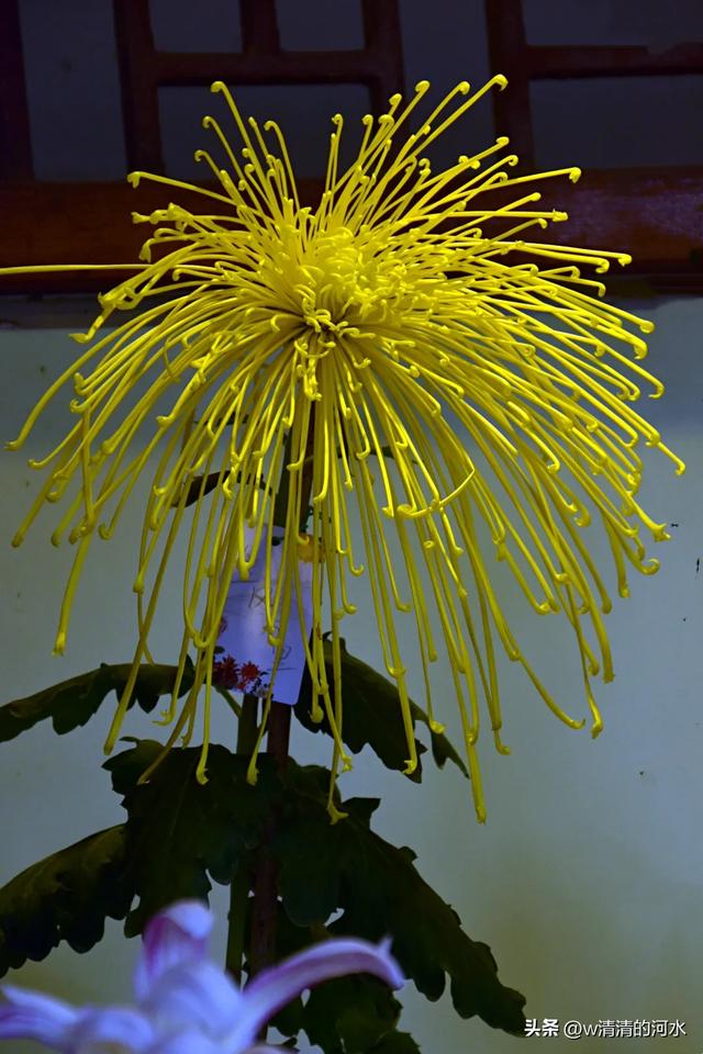 菊花是秋天里绝美的画卷