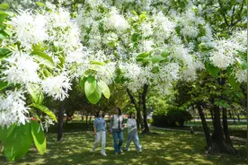 郑州：流苏花开似雪 7处赏花点请收藏图片