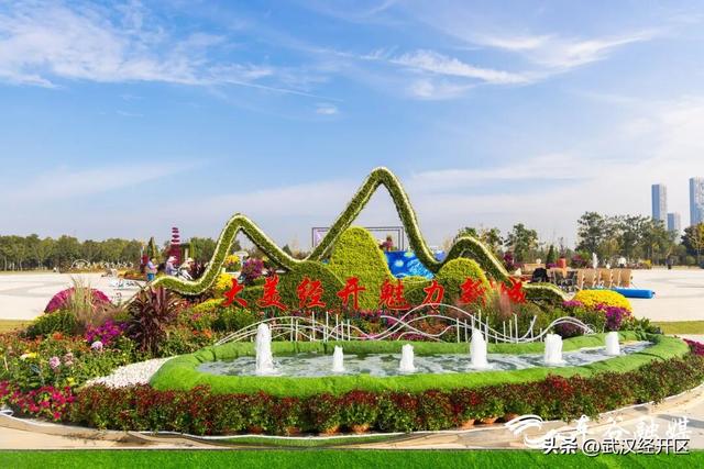 武汉经开区菊花天团已就位，等你来打卡