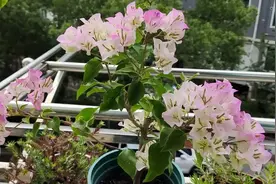 三角梅叶片发皱发软，也许是这个原因，花友一句话让我醍醐灌顶图片