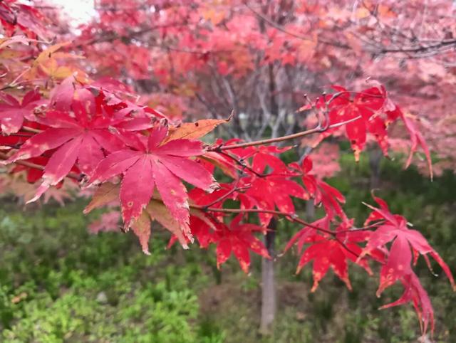 打卡洛宁滨河公园，共赏红枫醉美秋景