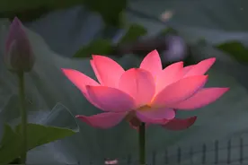 十羊九不全，生肖羊出生在这4个月，一生福气满盈，躺着都挣钱图片
