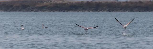 全员在岗！雪景+粉羽精灵，运城冬日限定美景你不来吗？