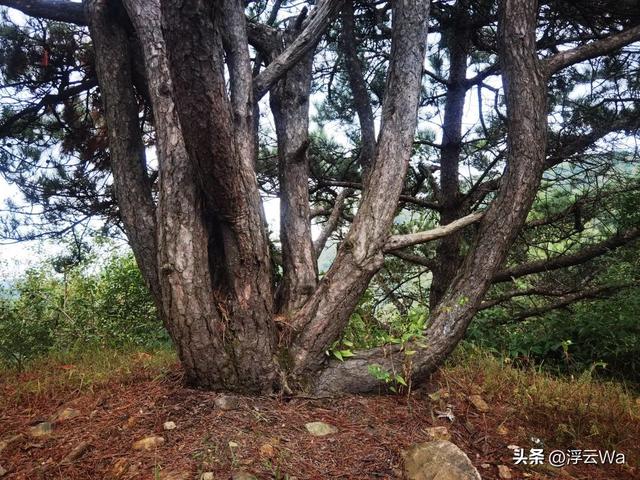 ​​​忍着胸上方肋骨的疼痛，爬了个齐长城，累计拔高900+，走了13公里
