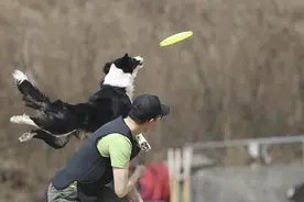 边牧：接飞盘这游戏还真不是每只狗都能玩！图片