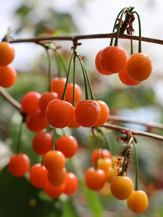 “恩桃儿”熟了!两江新区樱桃进入最佳采摘期,速冲!