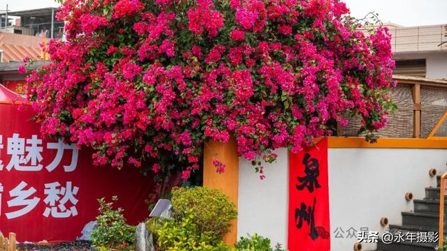 自驾环游中国行(十六)福建蟳埔、晋江梧林传统村落、开元寺