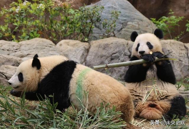 没有回旋余地，中国下令直接收回，17万日本人泪奔，高市闯祸了！