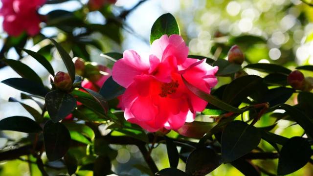 免费打卡！腾冲千株茶花绽放迎春，藏尽初春温柔