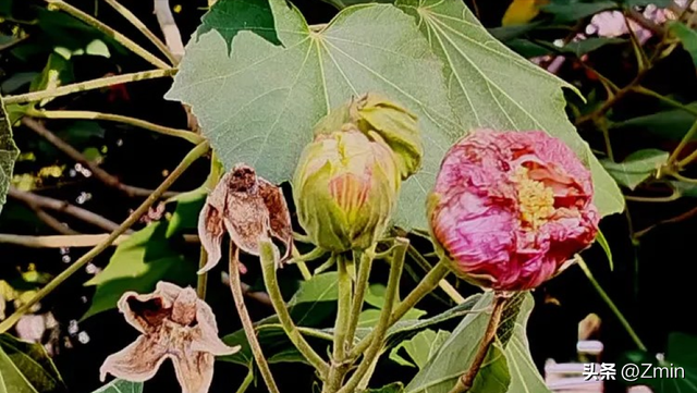 17.连载小说（情殇）