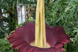 6种“霸王花”，巨大又神秘，开花有“尸臭”，多数人都没见过！图片