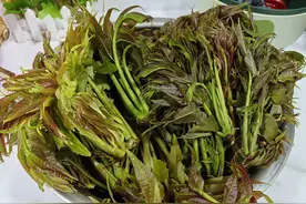 保存香椿别用盐腌，教你一个好方法，放一年照样新鲜，炒鸡蛋真香图片