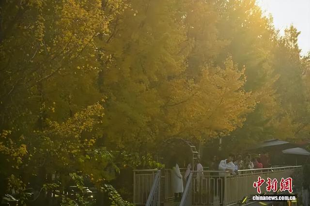 昆明街头“金色大片”已上线！你打卡了吗？