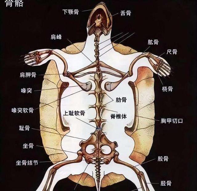 鳖看起来那么弱，为什么龟没有完全抢占鳖的生态位、并淘汰掉鳖？