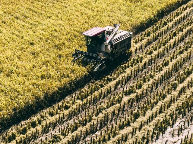 2025利州秋色，每一帧都是限定浪漫