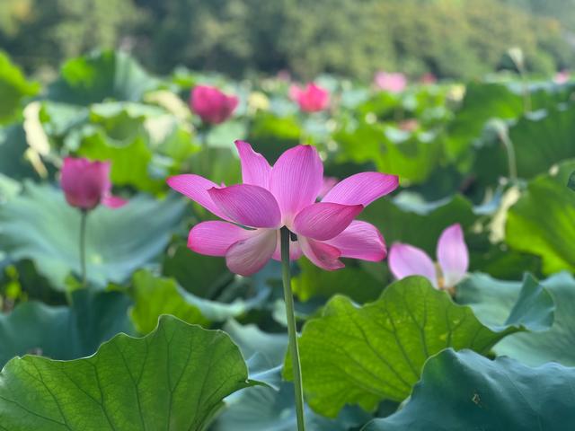 夏日西湖，8月9日。