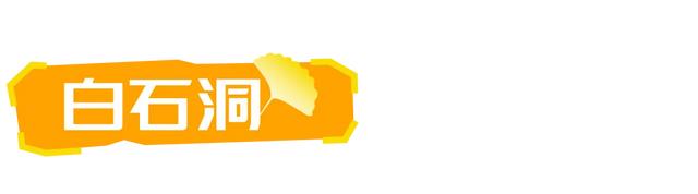 山东:时至初冬,银杏正当时