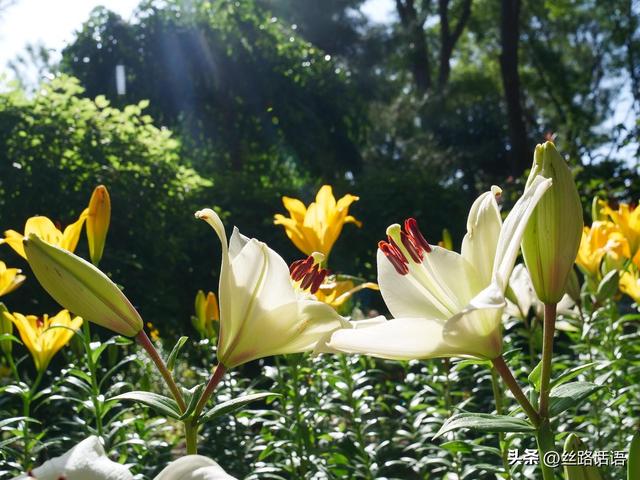 图集丨山丹：百合盛开，许你一个浪漫盛夏！