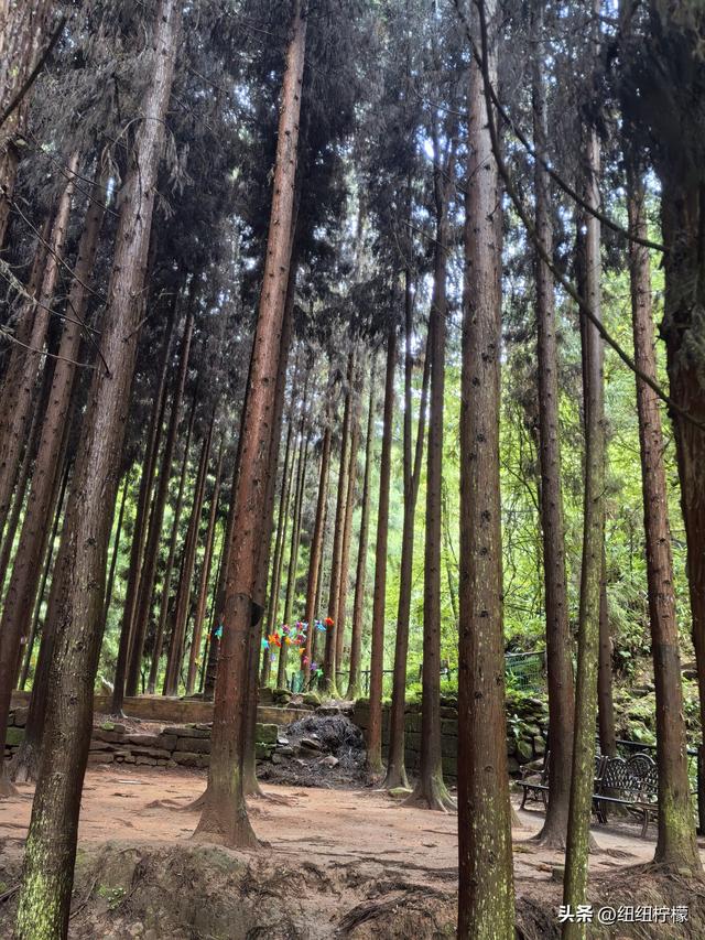 在江津四面山景区看了瀑布爬了梯，又坐了超级滑道听了潺潺流水声