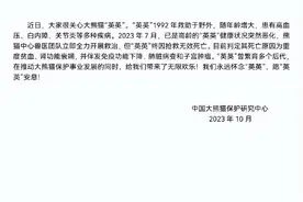 高龄的大熊猫“英英”健康状况突然恶化，最终因抢救无效死亡。系萌兰的“外婆”图片